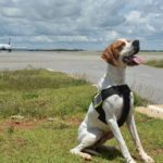 Aeroporto Internacional de BH celebra o Dia Mundial do Meio Ambiente com exposição Aeroporto Internacional de BH Manejo de Fauna