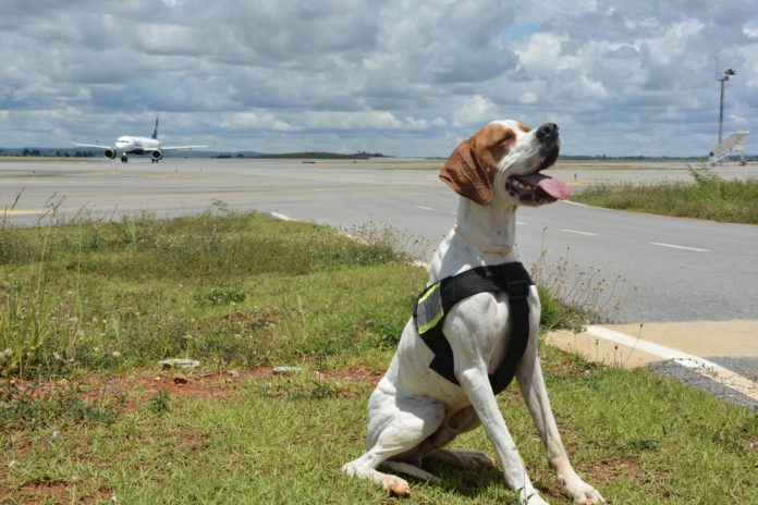 Aeroporto Internacional de BH Manejo de Fauna